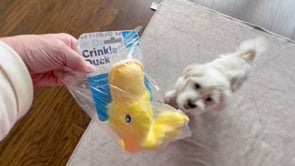 Interactive Dog Toy – Yellow Duck for Training and Play